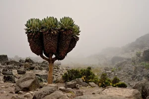 The 9-Meter Wonder: Discovering the Resilient Tree Thriving in Extreme Climates - image 6