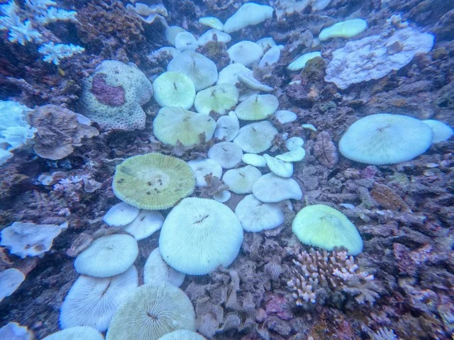 Con Dao Coral Reef Bleaching and Marine Conservation Crisis