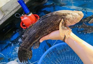 Giant Goby Fish: From Overlooked River Catch to Luxury Seafood Delicacy - image 3