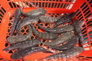 Giant Goby Fish: From Overlooked River Catch to Luxury Seafood Delicacy - image 2