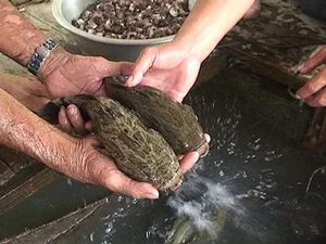 Giant Goby Fish: From Overlooked River Catch to Luxury Seafood Delicacy - image 5