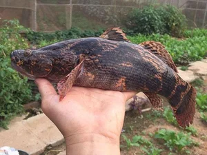 Giant Goby Fish: From Overlooked River Catch to Luxury Seafood Delicacy - image 8