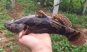Giant Goby Fish: From Overlooked River Catch to Luxury Seafood Delicacy - image 0