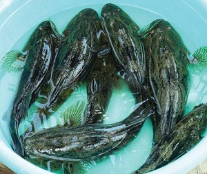 Giant Goby Fish: From Overlooked River Catch to Luxury Seafood Delicacy - image 1