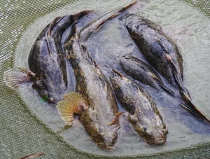 Giant Goby Fish: From Overlooked River Catch to Luxury Seafood Delicacy - image 7