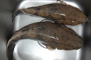 Giant Goby Fish: From Overlooked River Catch to Luxury Seafood Delicacy - image 9