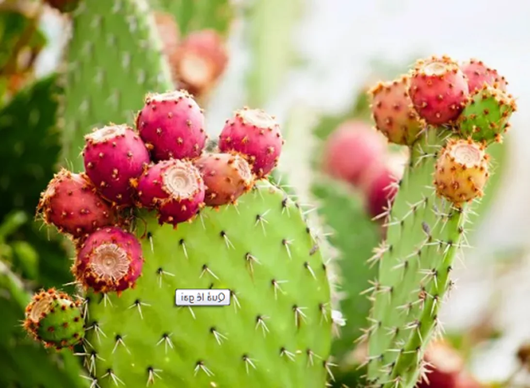 Nature’s Oddities: 9 Strangest Fruits Found Across the Globe