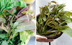 3 Rare Hedge Leaves Transformed into Gourmet Delicacies Worth Their Weight in Gold - image 2