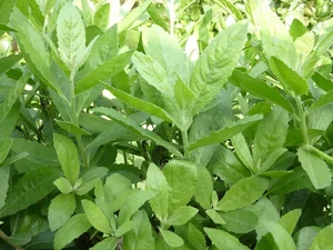 3 Rare Hedge Leaves Transformed into Gourmet Delicacies Worth Their Weight in Gold - image 9