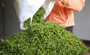 The Rare Wild Forest Fruit Selling for Half a Million VND Per Kilogram - image 1
