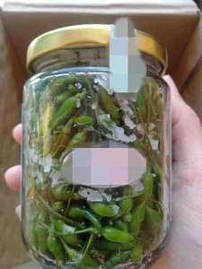 The Rare Wild Forest Fruit Selling for Half a Million VND Per Kilogram - image 2