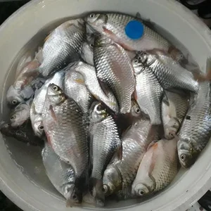 Rare Fish Species Revived from Extinction Becomes Million-Dollar Luxury Delicacy - image 7