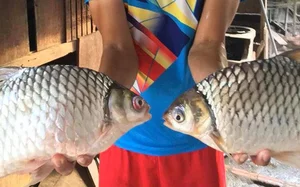 Rare Fish Species Revived from Extinction Becomes Million-Dollar Luxury Delicacy - image 5