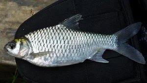 Rare Fish Species Revived from Extinction Becomes Million-Dollar Luxury Delicacy - image 6