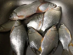 Rare Fish Species Revived from Extinction Becomes Million-Dollar Luxury Delicacy - image 4