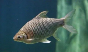 Rare Fish Species Revived from Extinction Becomes Million-Dollar Luxury Delicacy - image 0