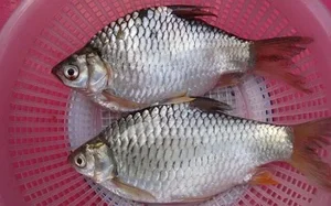 Rare Fish Species Revived from Extinction Becomes Million-Dollar Luxury Delicacy - image 3
