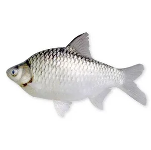 Rare Fish Species Revived from Extinction Becomes Million-Dollar Luxury Delicacy - image 8