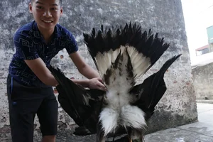 The Expensive Hobby of Raising Predatory Birds Among Wealthy Vietnamese Enthusiasts - image 8
