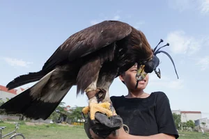 The Expensive Hobby of Raising Predatory Birds Among Wealthy Vietnamese Enthusiasts - image 4