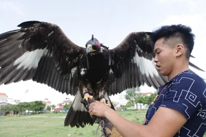 The Expensive Hobby of Raising Predatory Birds Among Wealthy Vietnamese Enthusiasts - image 6