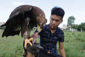 The Expensive Hobby of Raising Predatory Birds Among Wealthy Vietnamese Enthusiasts - image 1