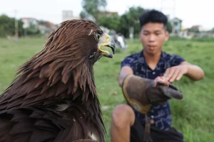 The Expensive Hobby of Raising Predatory Birds Among Wealthy Vietnamese Enthusiasts - image 5