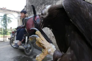 The Expensive Hobby of Raising Predatory Birds Among Wealthy Vietnamese Enthusiasts - image 7
