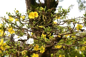 Ho Chi Minh City Spring Flower Festival: A Vibrant Celebration of Rare Blooms and Culture - image 5