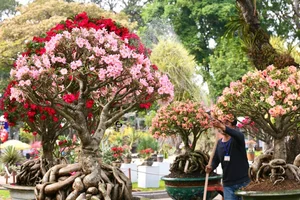 Ho Chi Minh City Spring Flower Festival: A Vibrant Celebration of Rare Blooms and Culture - image 2