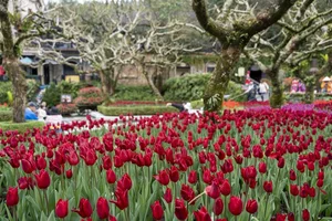 Thousands of Tourists Flock to Ba Na Hills for Spectacular Views - image 0
