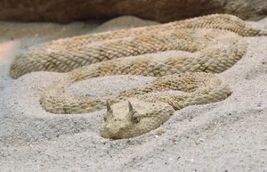 The Gobi Death Worm: Fact or Fiction in the Desert Sands? - image 3