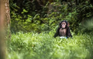 Vinpearl Safari Celebrates Success in Rare Wildlife Rescue and Breeding - image 2
