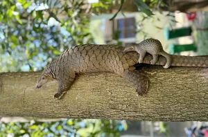 Vinpearl Safari Celebrates Success in Rare Wildlife Rescue and Breeding - image 5