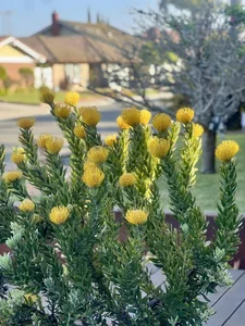 Duong My Linh’s Stunning California Garden: A Café-Style Oasis - image 0