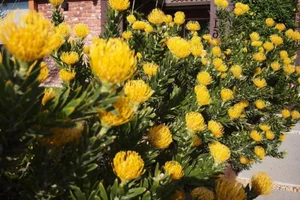 Duong My Linh’s Stunning California Garden: A Café-Style Oasis - image 4