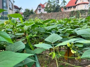 Inside the Lush Organic Garden of Miss Vietnam 2004 Nguyen Thi Huyen - image 2