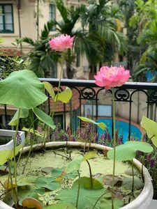 Inside the Lush Organic Garden of Miss Vietnam 2004 Nguyen Thi Huyen - image 0