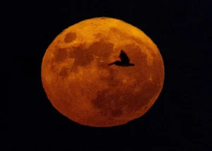 The Rare Super Blue Moon Captivates Skywatchers Across the Globe - image 7