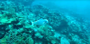 Innovative Robotic Fish Explores the Ocean to Collect Marine DNA - image 6