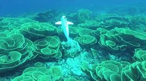 Innovative Robotic Fish Explores the Ocean to Collect Marine DNA - image 7