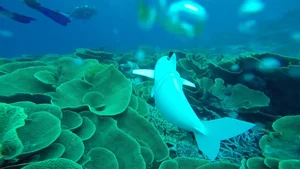 Innovative Robotic Fish Explores the Ocean to Collect Marine DNA - image 2