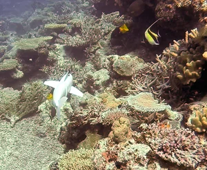 Innovative Robotic Fish Explores the Ocean to Collect Marine DNA - image 3
