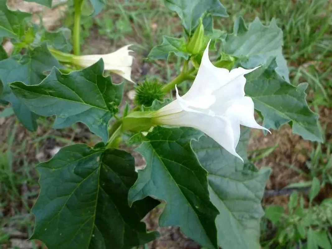 Beautiful but Deadly: Highly Toxic Plants Common in Vietnam's Countryside