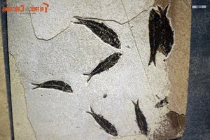 Discovering the Unique and Rare Fossilized Fish Collection in Vietnam - image 0