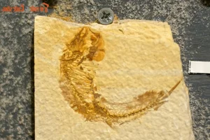 Discovering the Unique and Rare Fossilized Fish Collection in Vietnam - image 5