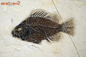 Discovering the Unique and Rare Fossilized Fish Collection in Vietnam - image 6
