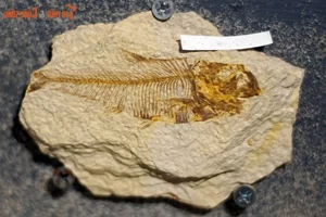 Discovering the Unique and Rare Fossilized Fish Collection in Vietnam - image 4