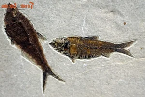 Discovering the Unique and Rare Fossilized Fish Collection in Vietnam - image 1