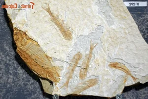 Discovering the Unique and Rare Fossilized Fish Collection in Vietnam - image 3